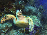 Roatan
