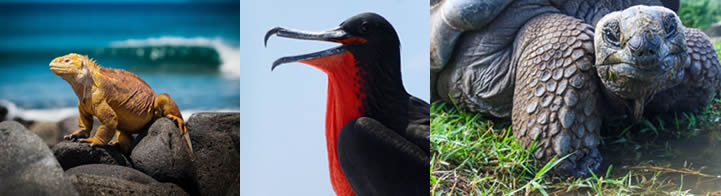 El otro lado de Galápagos