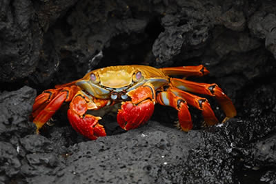 ECUADOR FASCINANTE