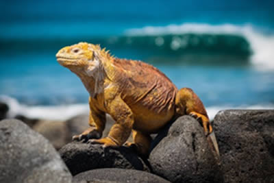 EL OTRO LADO DE GALÁPAGOS