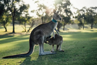 Australia