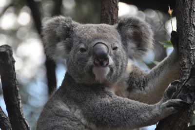 Australia